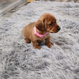 Dachshund Puppies from Knobster's AKC Miniature Dachshund Puppies