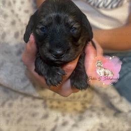 Laura - Cream female Dachshund puppy in Timpson, Texas from Double S Kennel