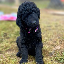 Prince - Black male Goldendoodle puppy in Willacoochee, Georgia from Kitandkboodle's Doodles