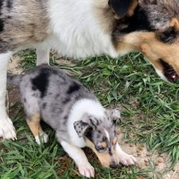 Collies from Gessert’s lil blessings