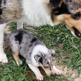 Collies from Gessert’s lil blessings