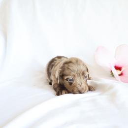 Alice - Dapple female Dachshund puppy in Fredericksburg, Ohio from William's Dachshunds