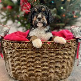 Honey - Tri-color female Bernedoodle puppy in Harpers Ferry, West Virginia from Oso Perfect Poodles and Doodles