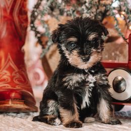 Prince Fiyero - Black and tan male Schnoodle puppy in Grove, Oklahoma from Grand Lake Poodles & Doodles