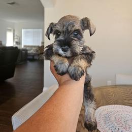 Female 5 - Salt and pepper female Miniature Schnauzer puppy in Chino, California from So Cal Schnauzer