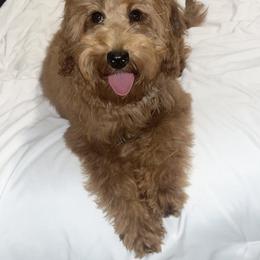 Goldendoodle All Grown Up from Goldendoodle AZ