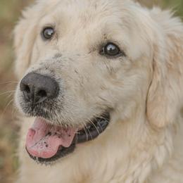 Bambi - Golden Retriever