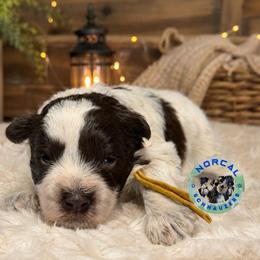 Ranger - Parti male Miniature Schnauzer puppy in Magalia, California from NorCal Schnauzers