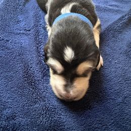 Blue Boy - Black and silver male Saluki puppy in Los Angeles, California from Srinagar Salukis