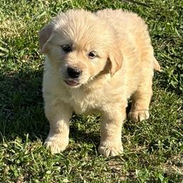 Acutie - Light golden female Golden Retriever puppy in Grant County, Indiana from On The Sunny Side Pavey Farms