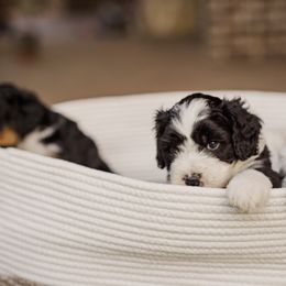 Bernedoodle Puppies from Cookie's Cuties
