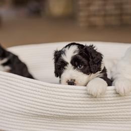 Bernedoodle Puppies from Cookie's Cuties