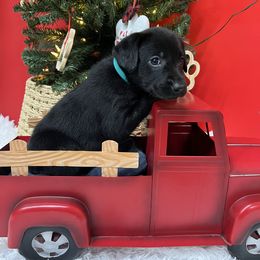 Teal - Black female Labrador Retriever puppy in Heath Springs, South Carolina from Rich Hill Retrievers