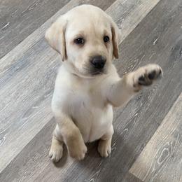 Labrador Retriever Puppies from A. Hansen Labradors