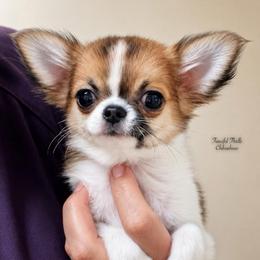 Falcon - Red and white male Chihuahua puppy in Michigan from Fanciful Thrills Kennel