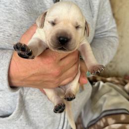 Male 3 - Yellow male Labrador Retriever puppy in Yamhill, Oregon from FitzGerald Kennels
