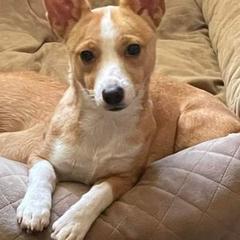 Miniature American Shepherd and Portuguese Podengo Pequeno All Grown Up from Kaprikorn