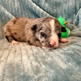 Dior AKC - Blue merle female Chihuahua puppy in Seneca, Missouri from Stephanie’s Puppy Colony