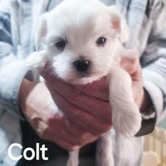 COLT - White male Mal-Shi puppy in Belleville, Michigan from Michigan Maltese Puppies