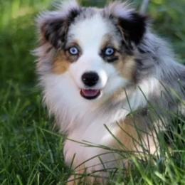 Miniature American Shepherds, Miniature Australian Shepherds, and Toy Australian Shepherds from Fetching Toy Aussies