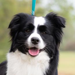 Flirt - Border Collie
