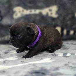 Purple collar - Brindle female French Bulldog puppy in Polk City, Florida from Best Friend Frenchies, LLC