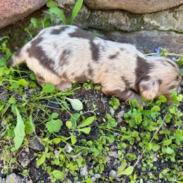Love Bug - Dapple female Dachshund puppy in Bergen, New York from T. Rex Doxies & Friends