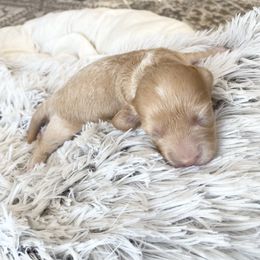 Ginger - Cream female Dachshund puppy in Trenton, Florida from Tweenie Weenie Dachshunds