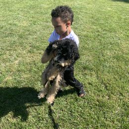 Bernedoodle Puppies from Mini Bernedoodle Babies- Indiana
