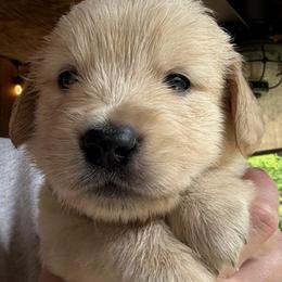 Mr. Brown - Golden male Golden Retriever puppy in Vesuvius, Virginia from South River Retriever's
