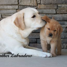 Labrador Retriever Puppies from Günther Labradors