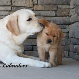 Labrador Retriever Puppies from Günther Labradors