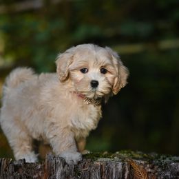 Irodassa - Cream female Maltipoo puppy in Bellingham, Washington from My Sweet Poodles and Doodles