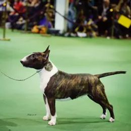 Miniature Bull Terriers from Spitfire Miniature Bull Terriers