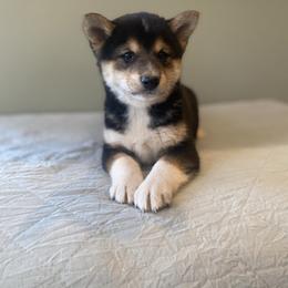 Kai - Black and tan male Shiba Inu puppy in Monett, Missouri from Happy Tails Shiba Inus