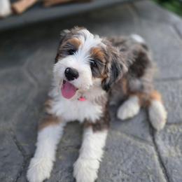 Bridget - Merle female Bernedoodle puppy in Mc Gaheysville, Virginia from Doting Doodles