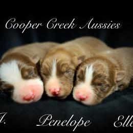 Miniature Australian Shepherd and Toy Australian Shepherd Puppies from Cooper Creek Aussies