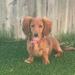 Sofie - Dachshund