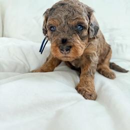 Honor - Blue merle male Bernedoodle puppy in Jacksonville, Florida from Autumn's Aussies