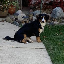 Birdie - Bernedoodle