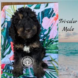 Turks - Tri-color male Bernedoodle puppy in Godwin, North Carolina from Farm Sweet Farm Doodles