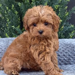 Amber - Red female Maltipoo puppy in Lancaster, South Carolina from 3 Bs Havanese-PUPPIES with  PURPOSE