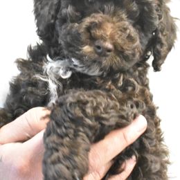Poodles from Archie's Angels