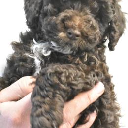 Poodles from Archie's Angels