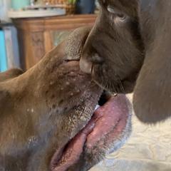 German Shorthaired Pointers from Idaho GSP
