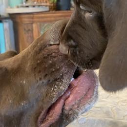 German Shorthaired Pointers from Idaho GSP