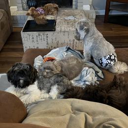 Shih Tzu Puppies from Lavender Lane Tzus