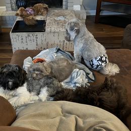 Shih Tzu Puppies from Lavender Lane Tzus