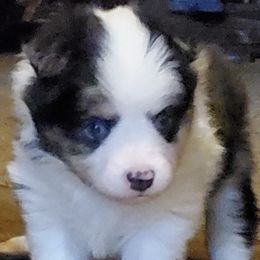 French Bulldogs and Toy Australian Shepherds from Holly's Puppies