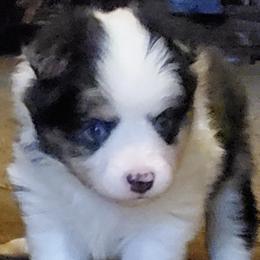 French Bulldogs and Toy Australian Shepherds from Holly's Puppies